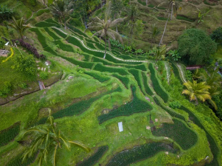 Bali 1