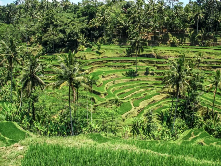 Bali 3