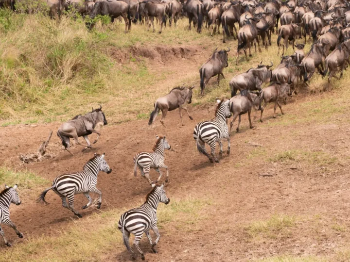 East Africa (Kenya & Tanzania) 1
