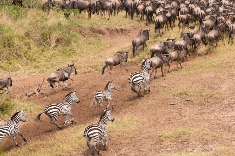 Kenya Safari Classic