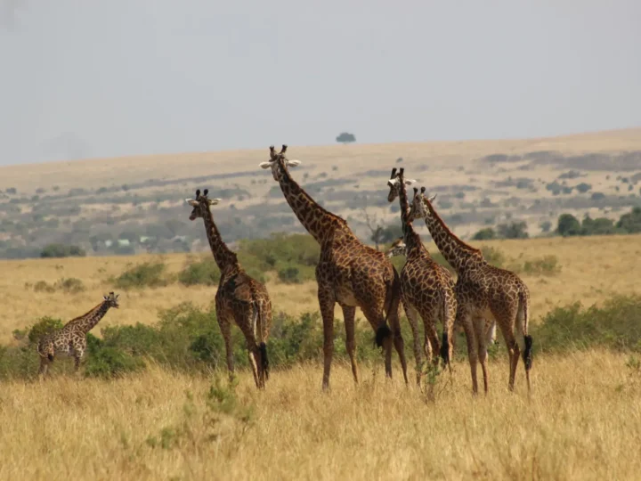 East Africa (Kenya & Tanzania) 2