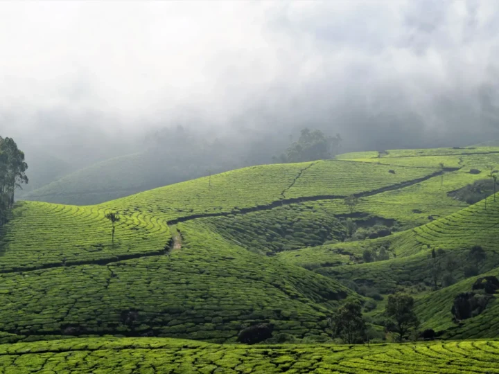 Munnar tea plantations, Kerala